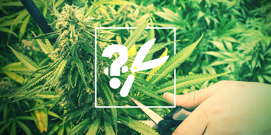 Cuándo Y Cómo Cosechar Tu Marihuana Cuándo Y Cómo Cosechar Tu Marihuana