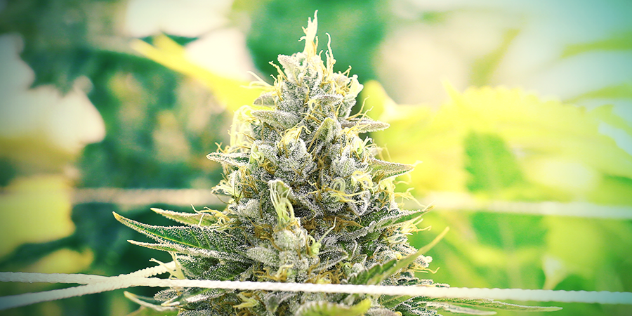 EL CANNABIS DE INTERIOR