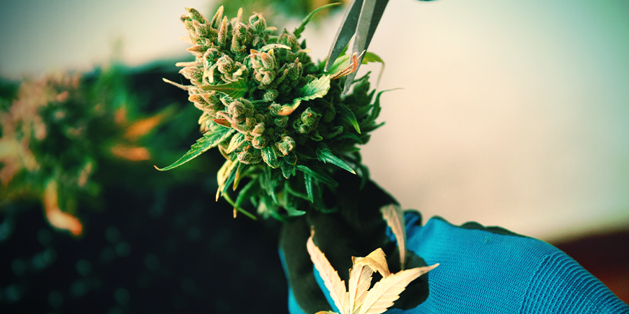 Manicura Cannabis Manicura Cannabis