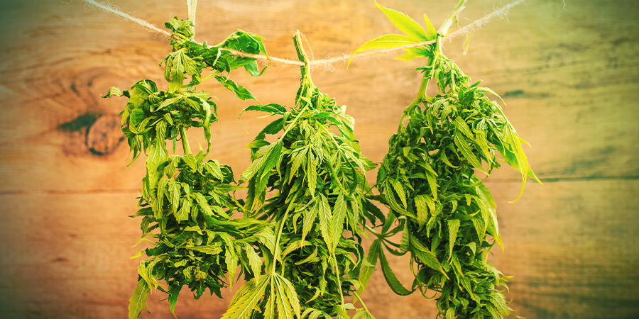 Secado Cannabis Secado Cannabis
