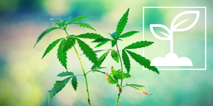 ¿Qué Son Las Plántulas De Marihuana? ¿Qué son las plántulas de marihuana?