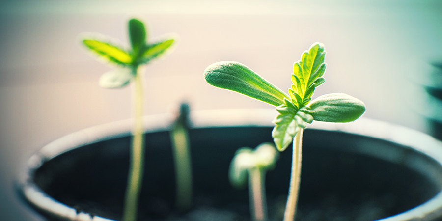 EL RECIPIENTE ADECUADO PARA UN PLANTÓN