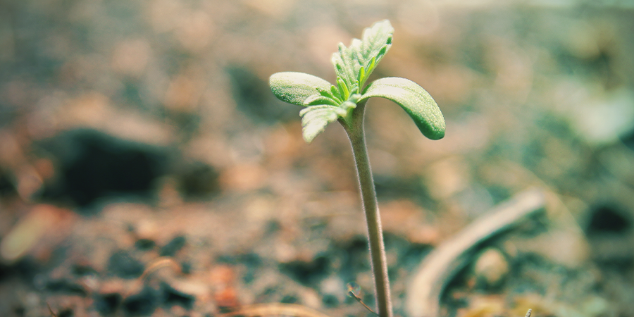 MEDIO DE CULTIVO PARA PLÁNTULAS DE CANNABIS