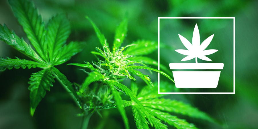 La Fase De Crecimiento Vegetativo En El Cultivo De Cannabis La Fase De Crecimiento Vegetativo En El Cultivo De Cannabis