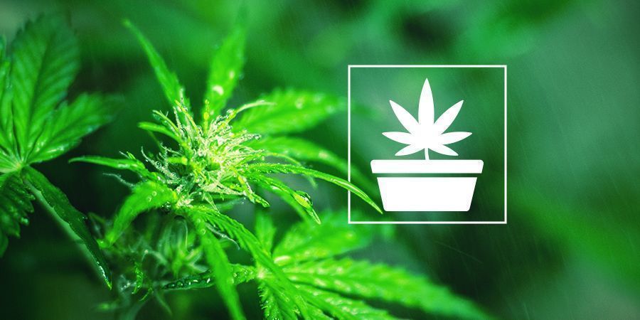 La Fase De Crecimiento Vegetativo En El Cultivo De Cannabis