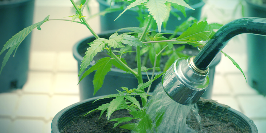 Regar Tus Plantas De Cannabis Puede Ser Bastante Exigente Regar Tus Plantas De Cannabis Puede Ser Bastante Exigente