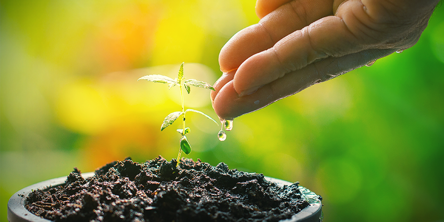 ¿Con Qué Frecuencia Necesitan Agua Las Plántulas? ¿CON QUÉ FRECUENCIA NECESITAN AGUA LAS PLÁNTULAS?