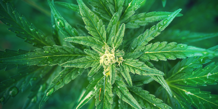 ¿Con Qué Frecuencia Necesitan Agua Las Plantas En Su Etapa Vegetativa? ¿CON QUÉ FRECUENCIA NECESITAN AGUA LAS PLANTAS EN SU ETAPA VEGETATIVA?