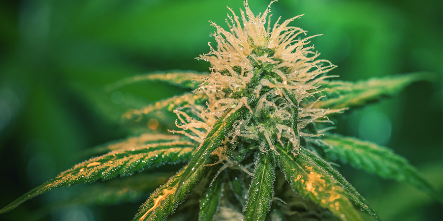 Cómo Regar La Marihuana Durante Su Floración CÓMO REGAR LA MARIHUANA DURANTE SU FLORACIÓN