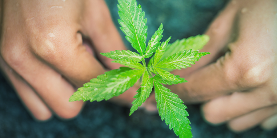 Cómo Regar Esquejes De Marihuana CÓMO REGAR ESQUEJES DE MARIHUANA