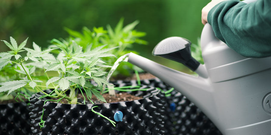 ¿Con qué frecuencia hay que regar las plantas de marihuana?