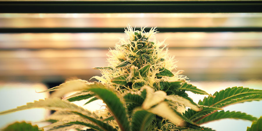 Cómo Regar Las Plantas De Marihuana: Intensidad de la luz