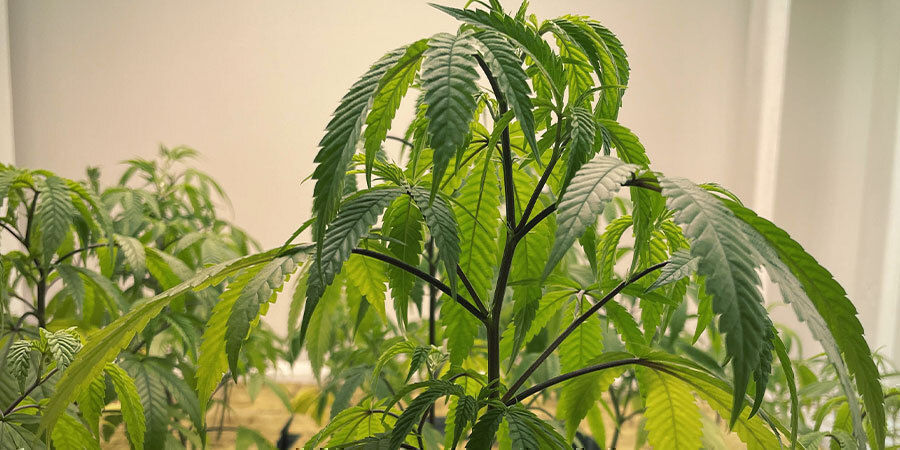 plantas de marihuana con exceso de riego