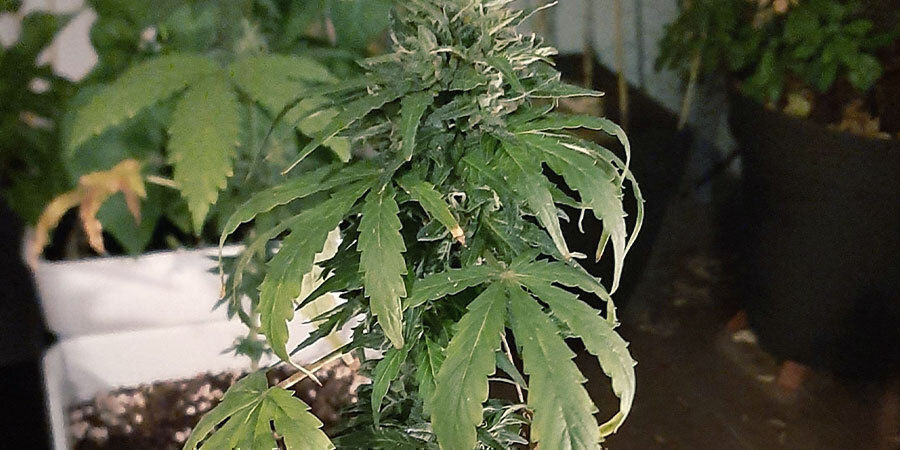 plantas de marihuana con falta de riego