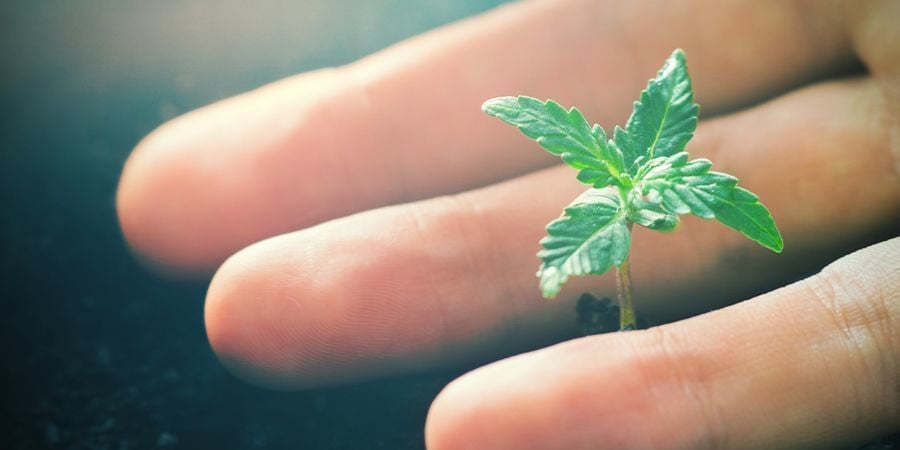 Efectos Positivos Del CO₂ En Plantas De Cannabis