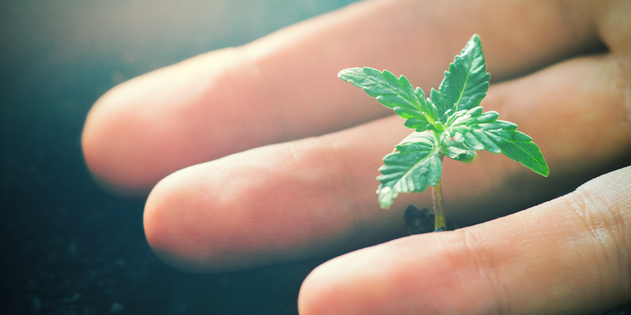 Efectos Positivos Del CO₂ En Plantas De Cannabis Efectos Positivos Del CO₂ En Plantas De Cannabis