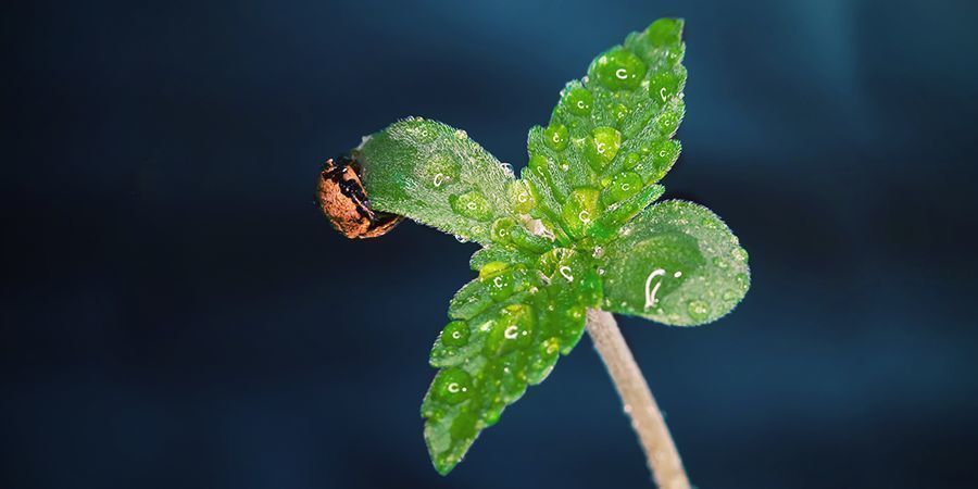 Cuándo Usar CO₂ En Tu Cultivo De Cannabis