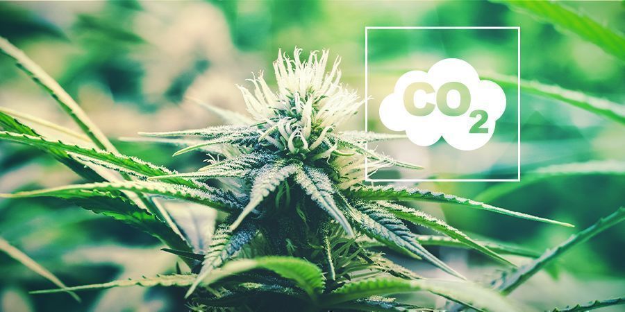 CO₂ Y Cannabis