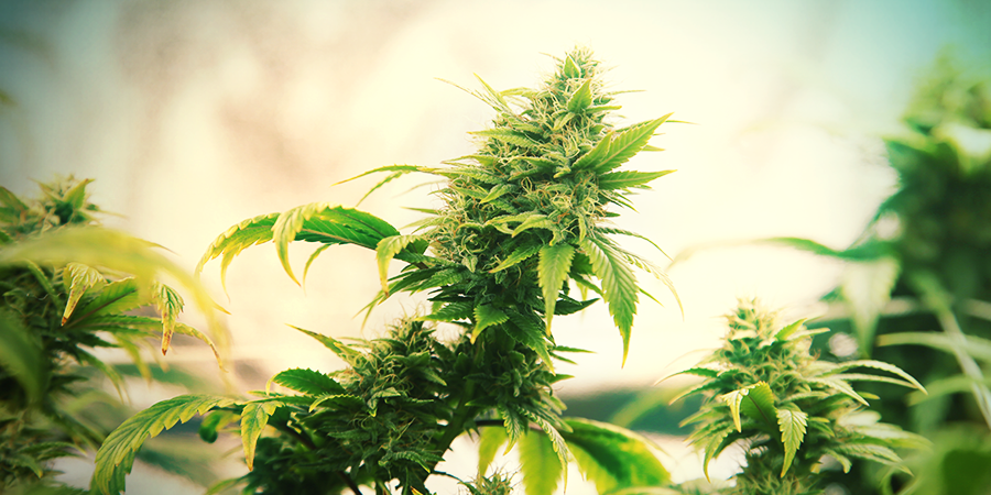Intensidad Para Armarios De Cultivo Intensidad Para Armarios De Cultivo