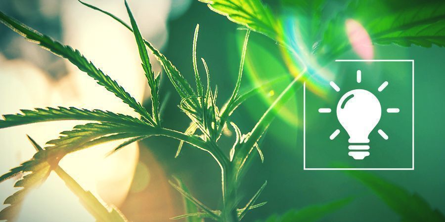 Elige La Luz Adecuada Para Tu Cultivo De Cannabis