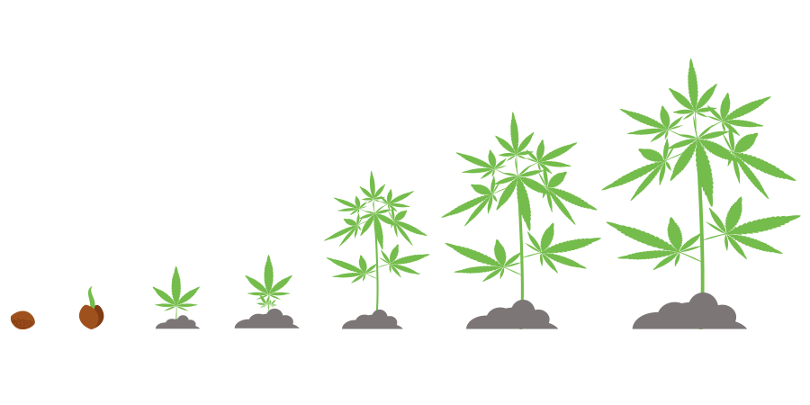 Cálculo De Tiempos Cannabis