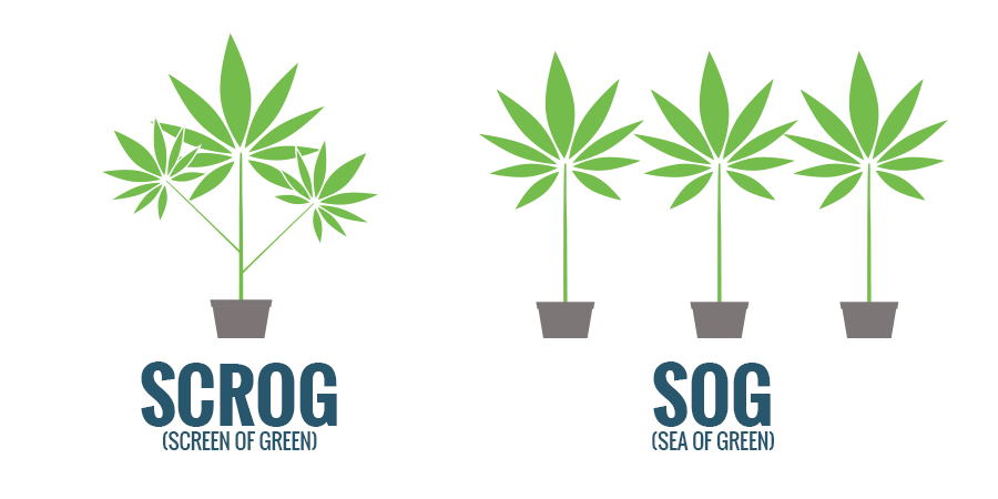 ESTILO DE CULTIVO