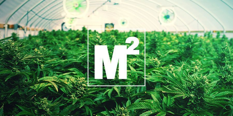 ¿CUÁNTAS PLANTAS DE MARIHUANA PUEDES CULTIVAR POR METRO CUADRADO?