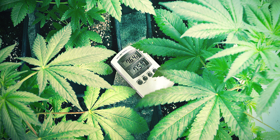 La Temperatura Óptima Para Cultivar Marihuana La Temperatura Óptima Para Cultivar Marihuana