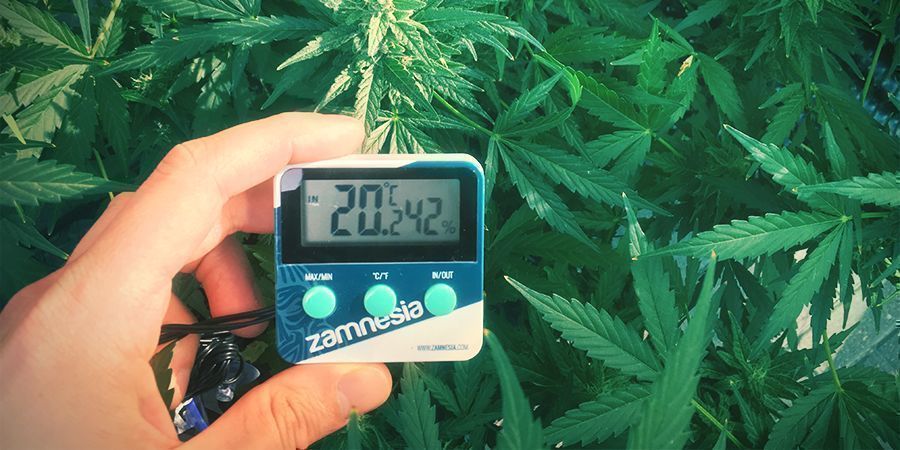 Humedad y temperatura en el cultivo de cannabis - 【Blog de BobGrow】