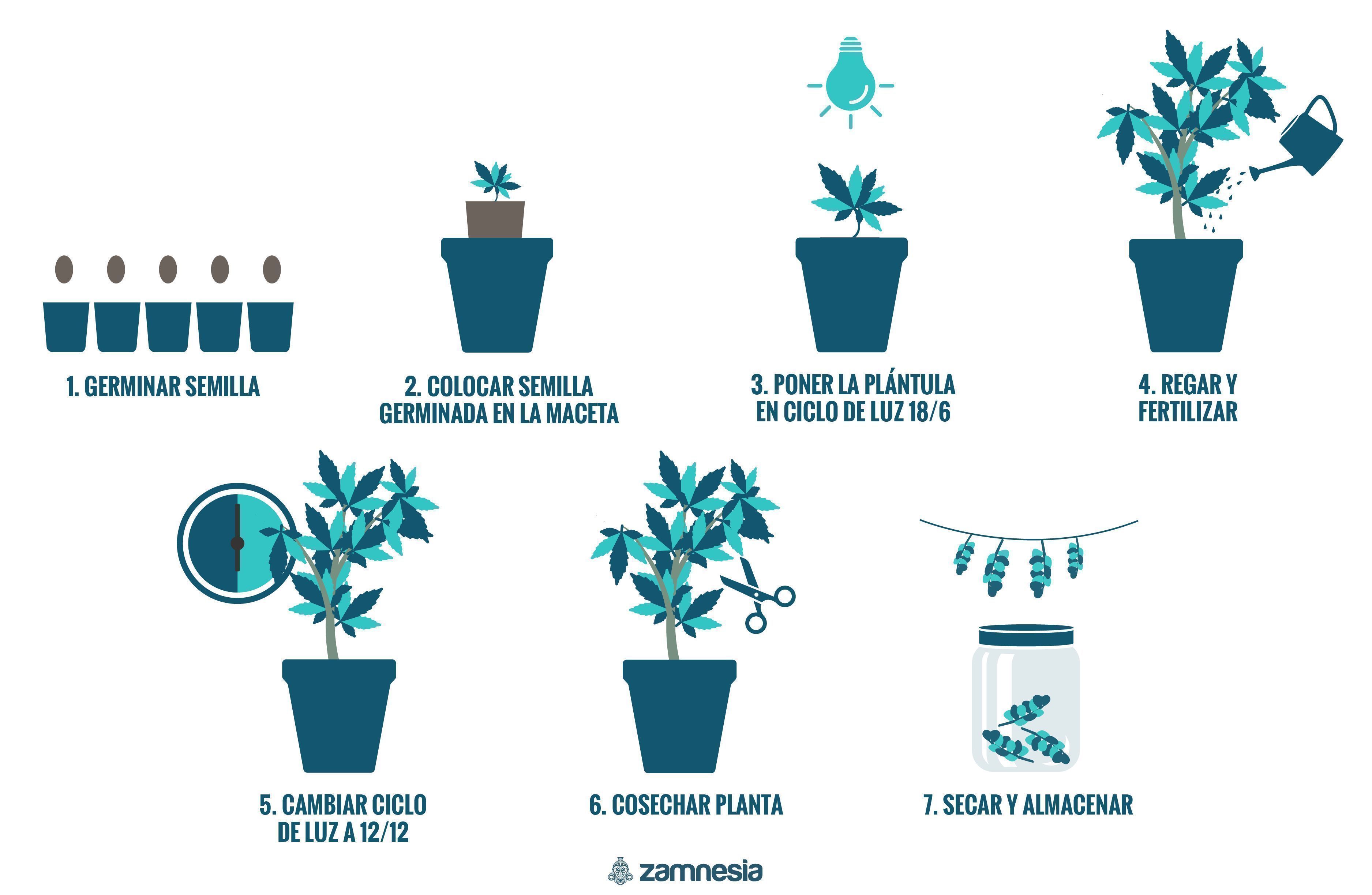 Cómo Cultivar Marihuana En Interior