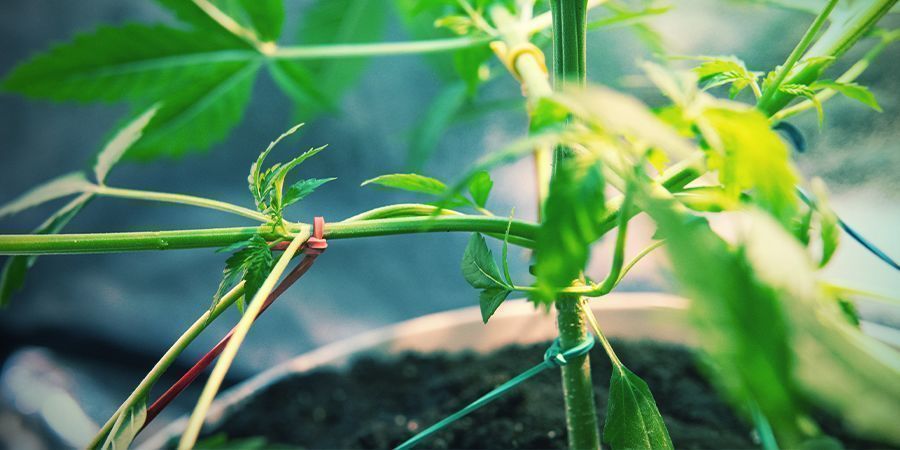 PASO 8: SI QUIERES, PUEDES ENTRENAR TUS PLANTAS PARA AUMENTAR SU PRODUCCIÓN