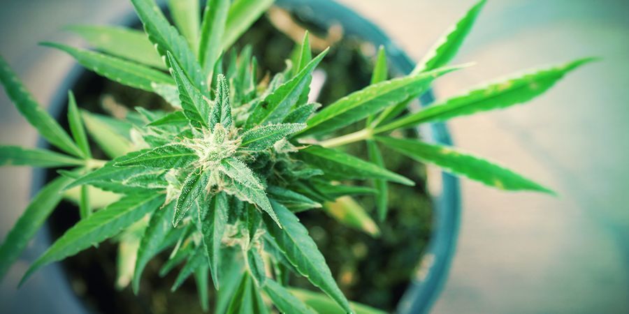 Por Qué Debes Cultivar Cannabis En El Balcón: Ventajas E Inconvenientes 