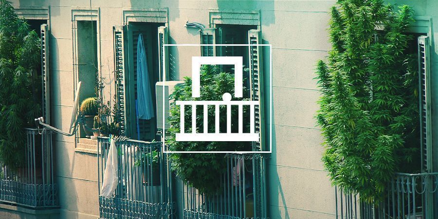 Por Qué Debes Cultivar Cannabis En El Balcón O Terraza