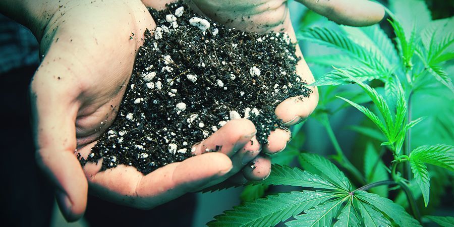 Consejos Para Cultivadores De Balcón/Terraza