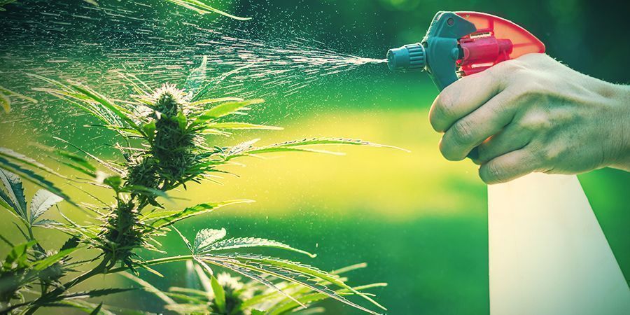 Cultivo En Patios O Jardines: Ventajas E Inconvenientes