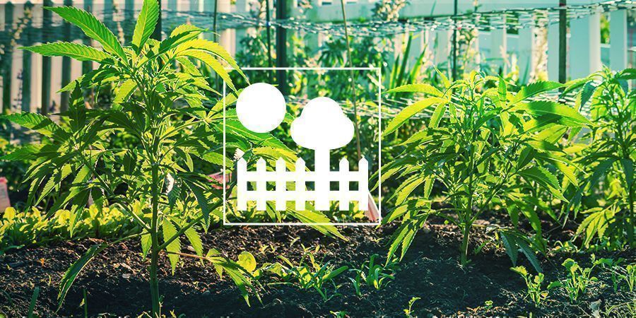 Cultivo En Patios O Jardines