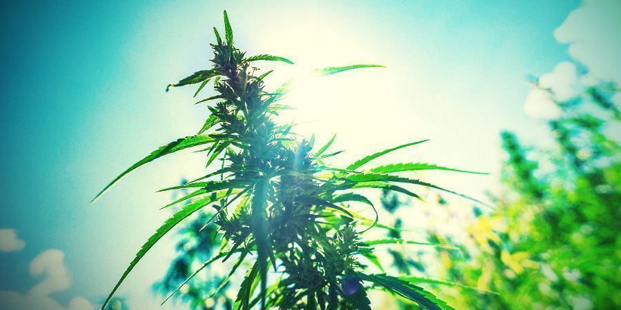 Prueba A Cultivar Al Aire Libre