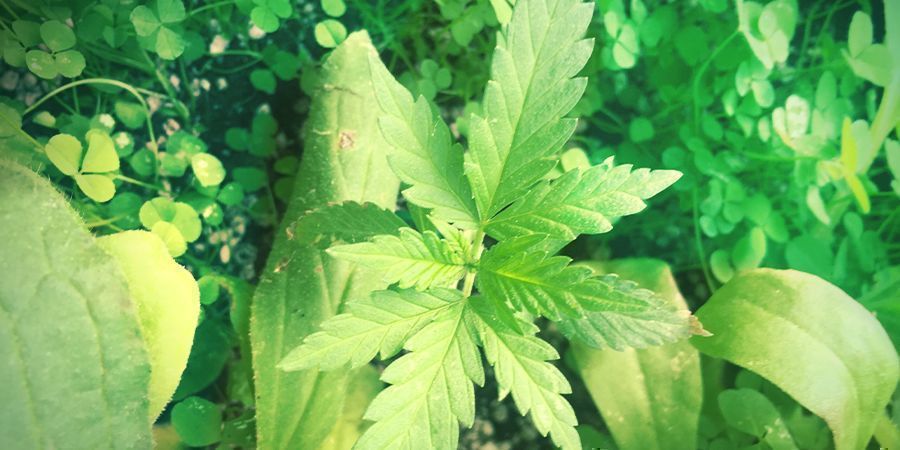 Consejos Para Cultivadores De Jardín
