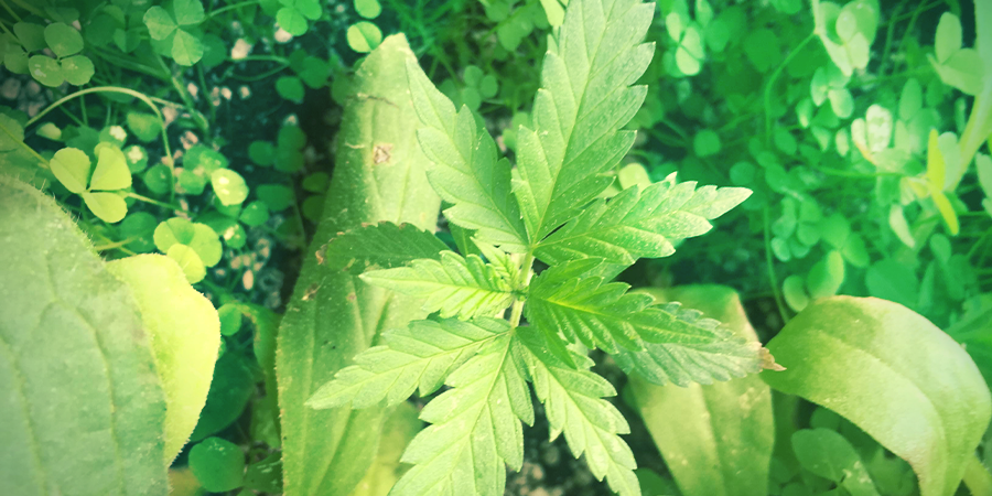 Consejos Para Cultivadores De Jardín