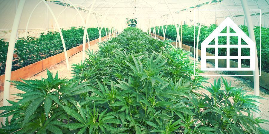 Cultivo Marihuana En Invernadero Y Conservatorio