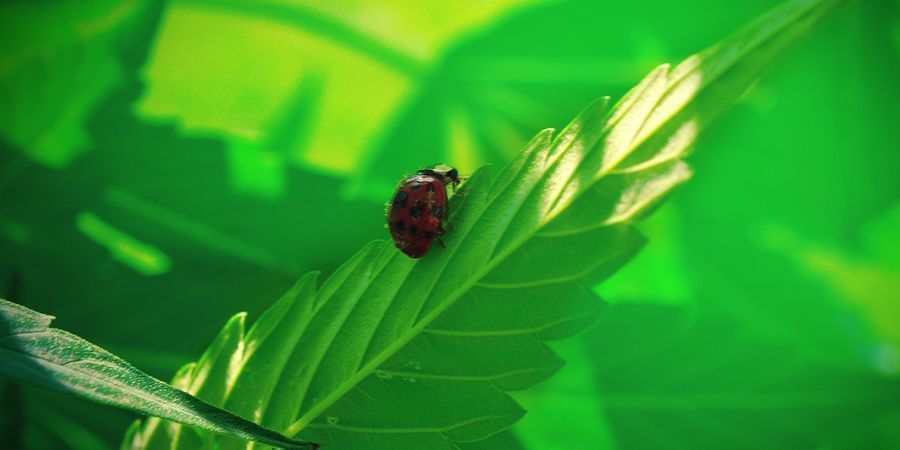 Las Ventajas Del Mundo Natural
