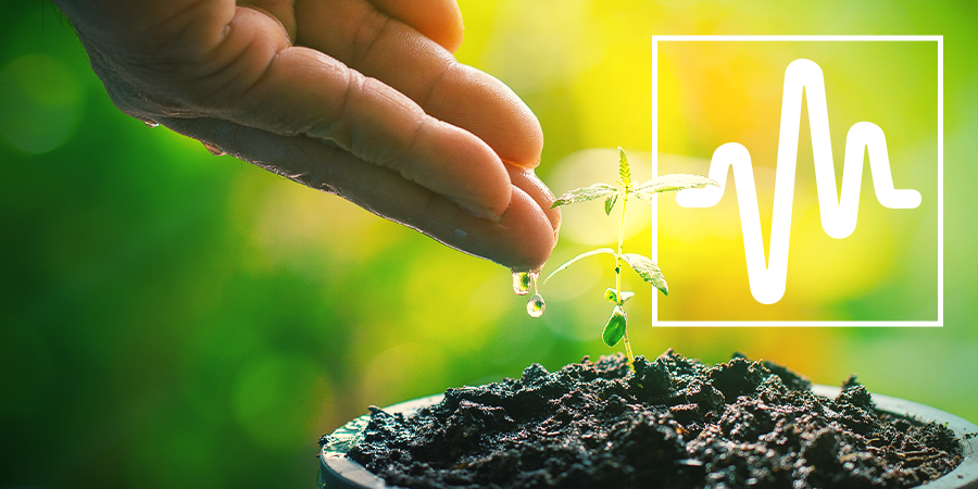 Cuidado De Las Plantas Cuidado De Las Plantas