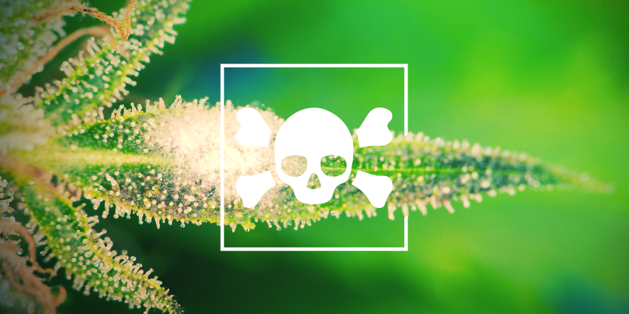Cómo Identificar Plantas De Marihuana Enfermas Cómo Identificar Plantas De Marihuana Enfermas