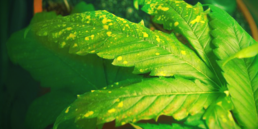 Mancha Foliar Amarilla, En Qué Consiste MANCHA FOLIAR AMARILLA, EN QUÉ CONSISTE