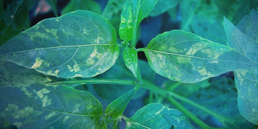 Virus Del Mosaico Del Tabaco (TMV)