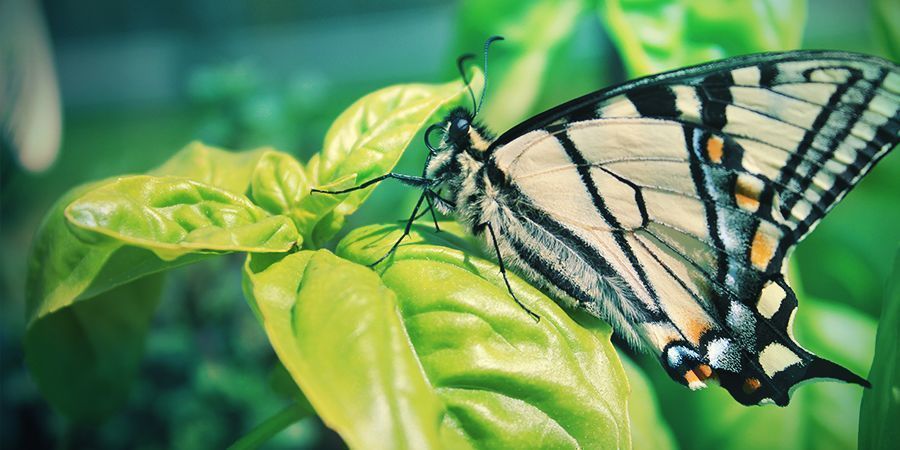 Asociación de cultivos para la marihuana: albahaca