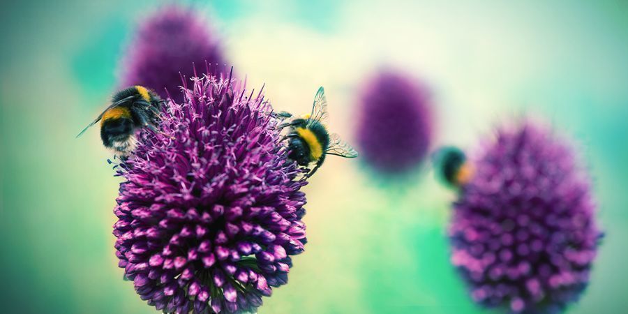 CEBOLLINO: UN REPELENTE NATURAL