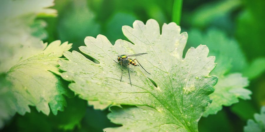 El Cilantro Y Sus Beneficios Para La Marihuana