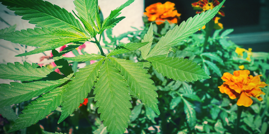 Caléndulas: Un Excelente Cultivo Asociado Para La Marihuana CALÉNDULAS: UN EXCELENTE CULTIVO ASOCIADO PARA LA MARIHUANA