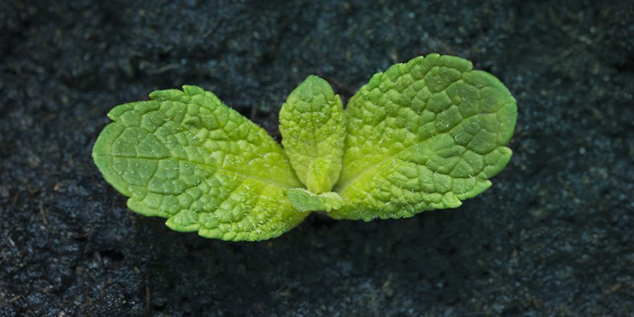 CÓMO CULTIVAR MENTA